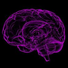  Analysis of resting-state fMRI data from 928 people raises the possibility that dietary interventions might help protect against age-related cognitive decline. Image credit: Pixabay/sbtlneet.