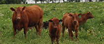 Young calves on pasture