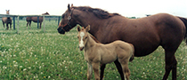 horse and foal on pasture