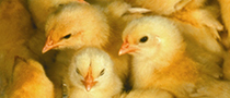 Picture of chicks