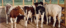 Picture of four calves in a barn