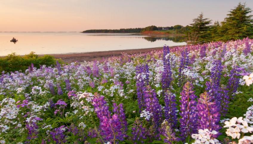 image of a field of lupins overlooking a bay
